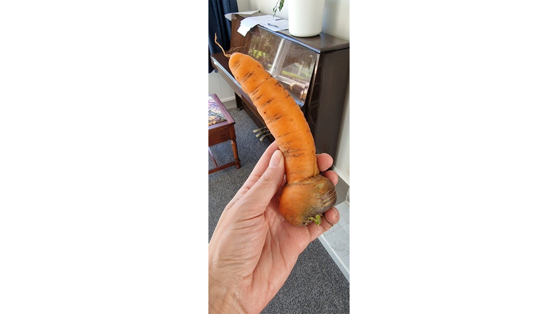 Phallic-shaped carrot auction on Trade Me raising funds for prostate cancer research.
