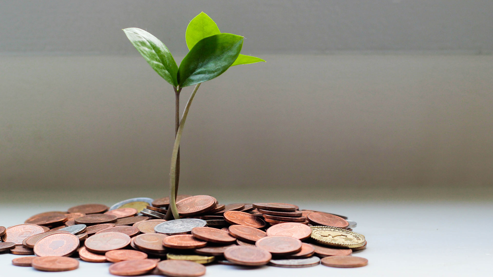 Green shoots of a plant growing out of a pile of coins.