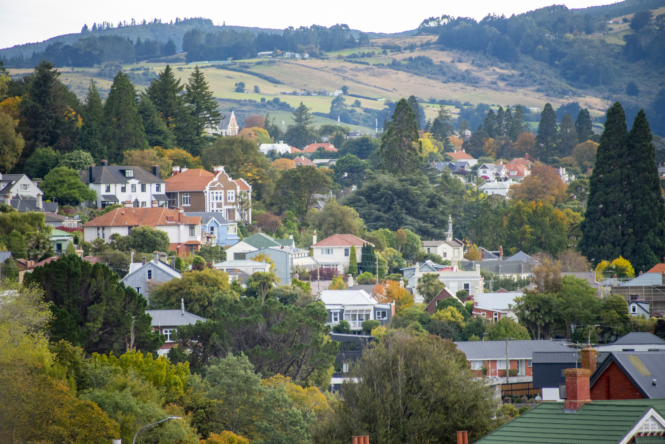 Dunedin houses
