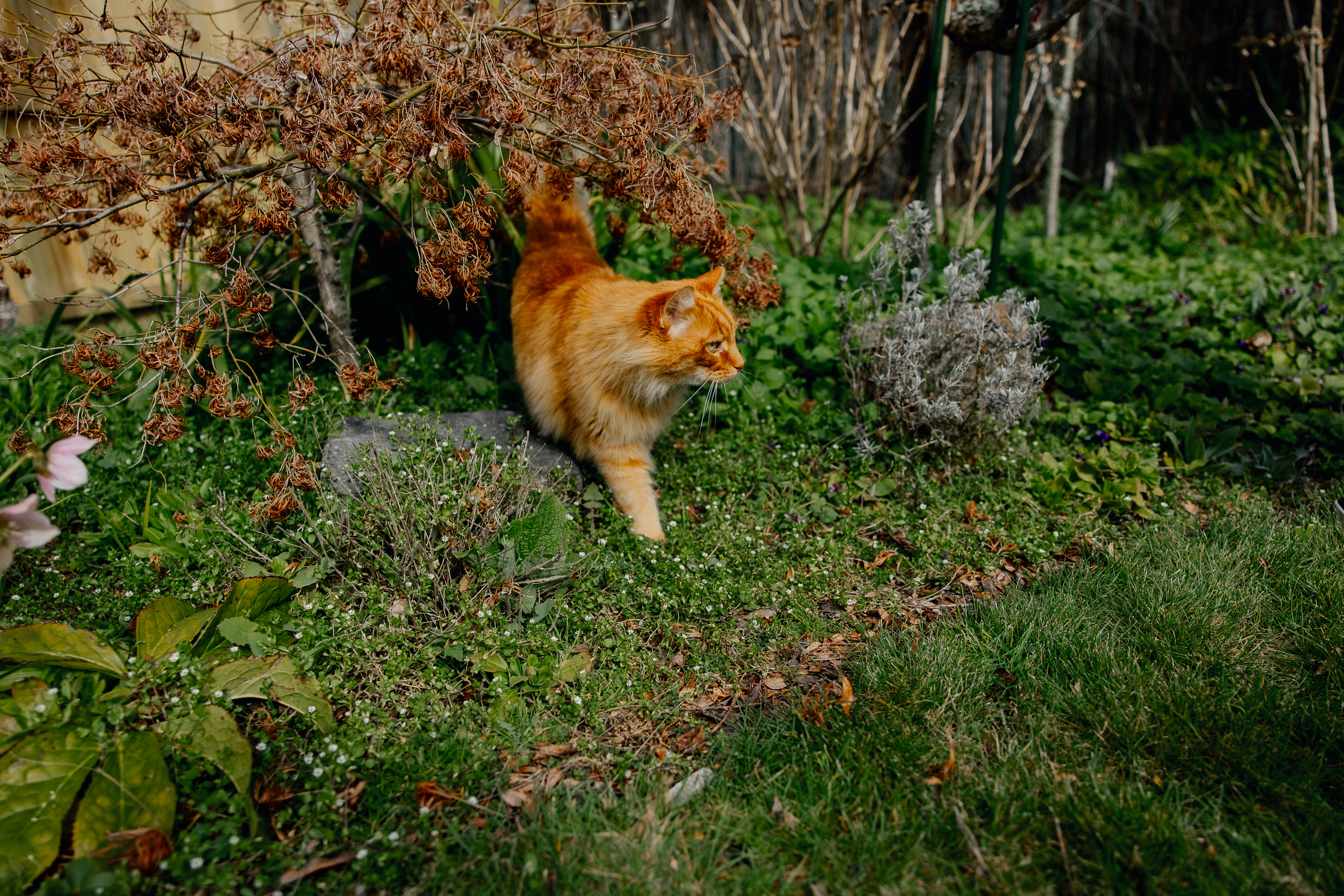 Mango the cat in the garden