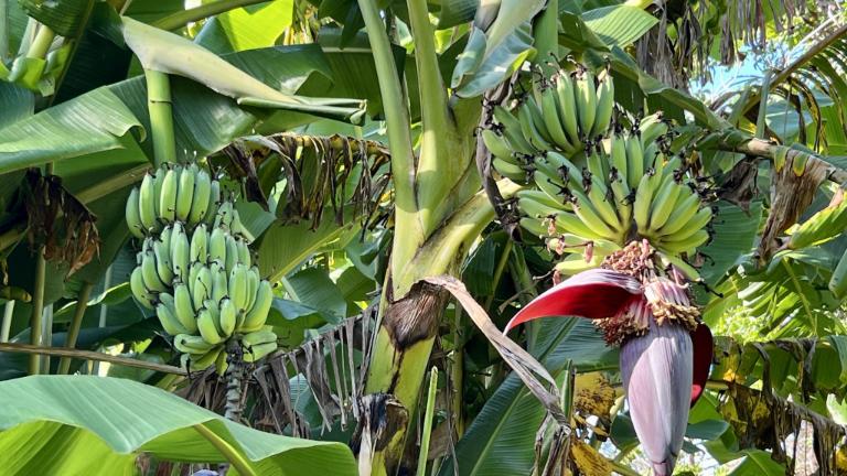 The banana plantation. Photo: RAY WHITE/TRADE ME