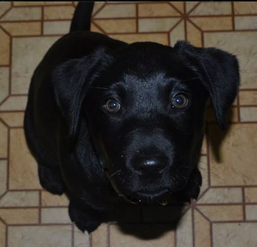 A black Labrador puppy