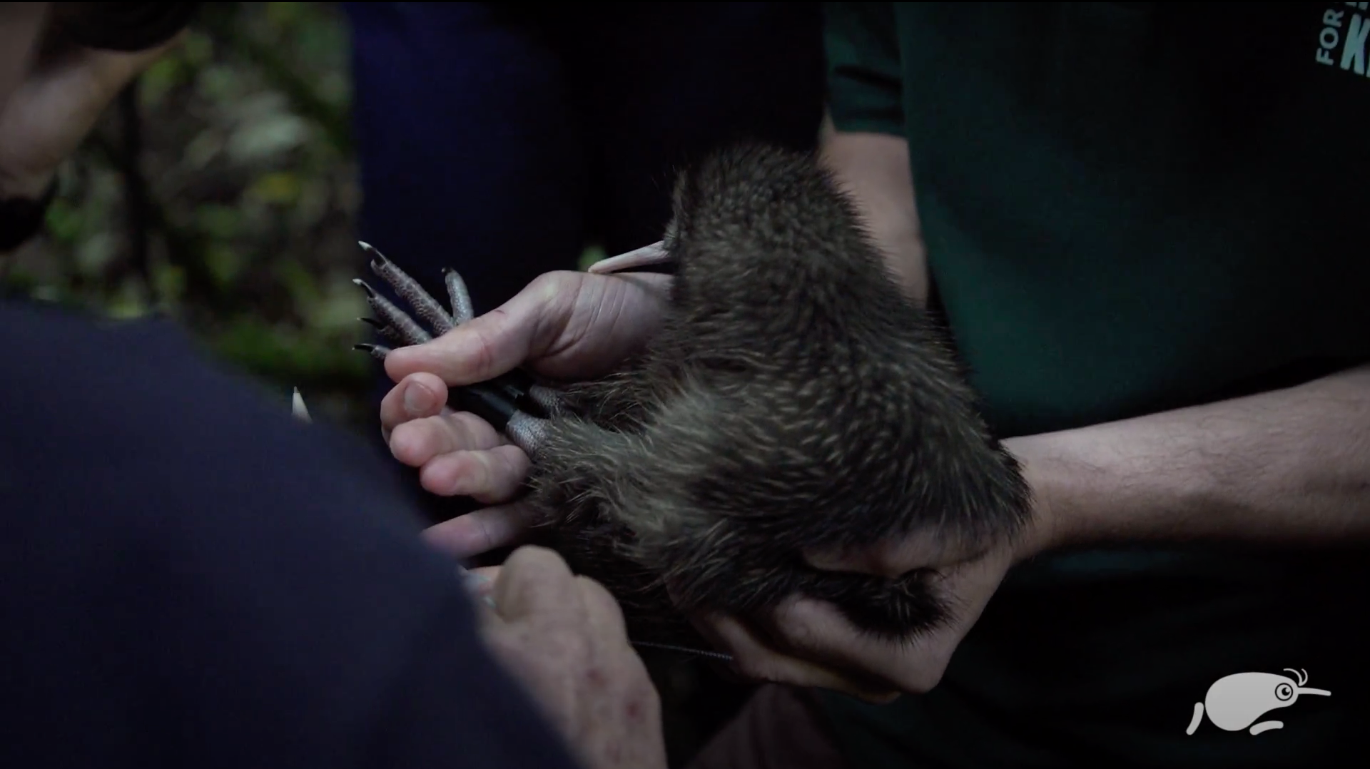 Kevin the kiwi being held by a conservation worker