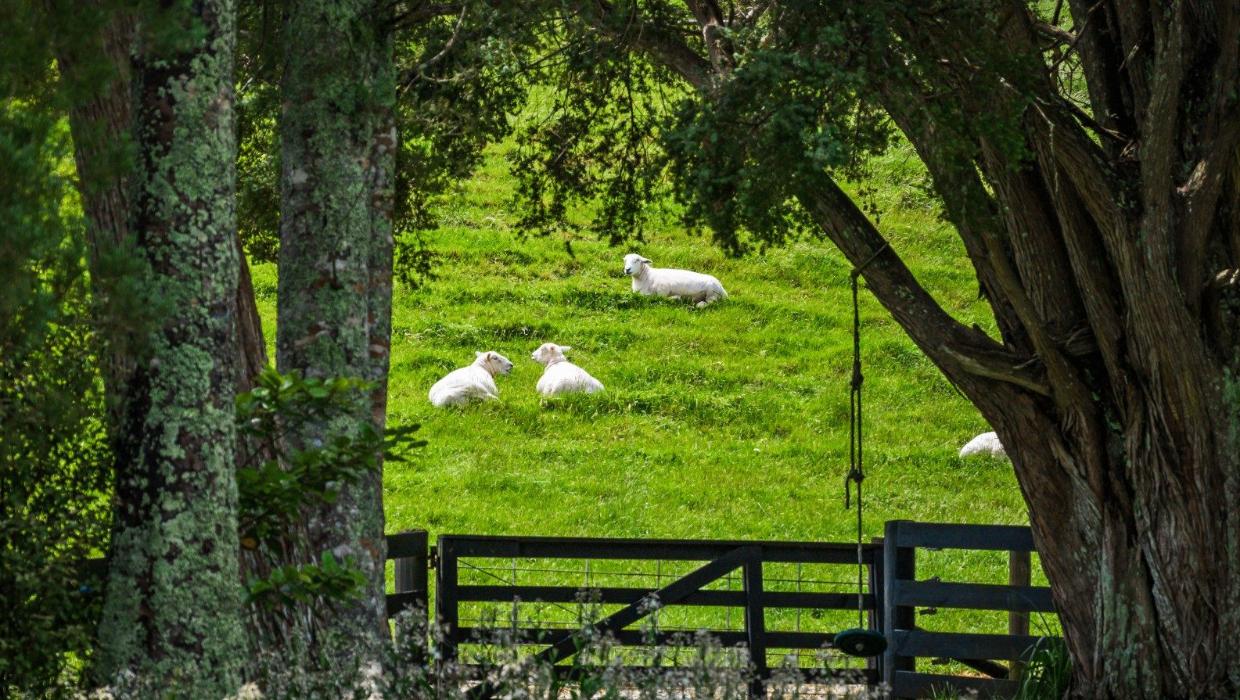 The sheep are living lawnmowers.