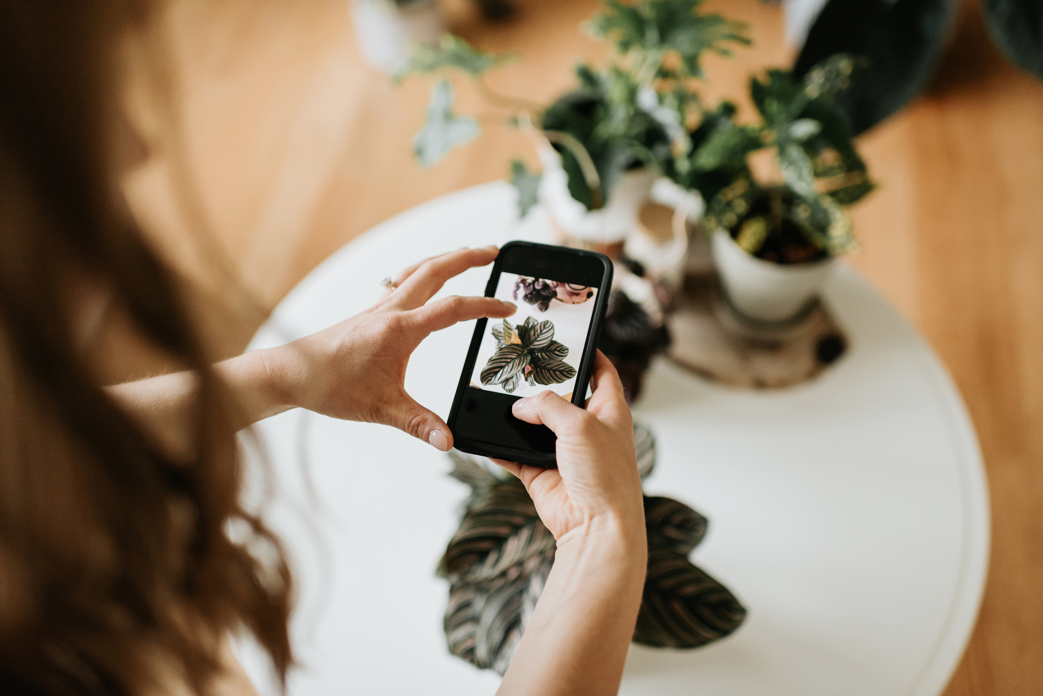 Woman holding phone taking photo of house plant