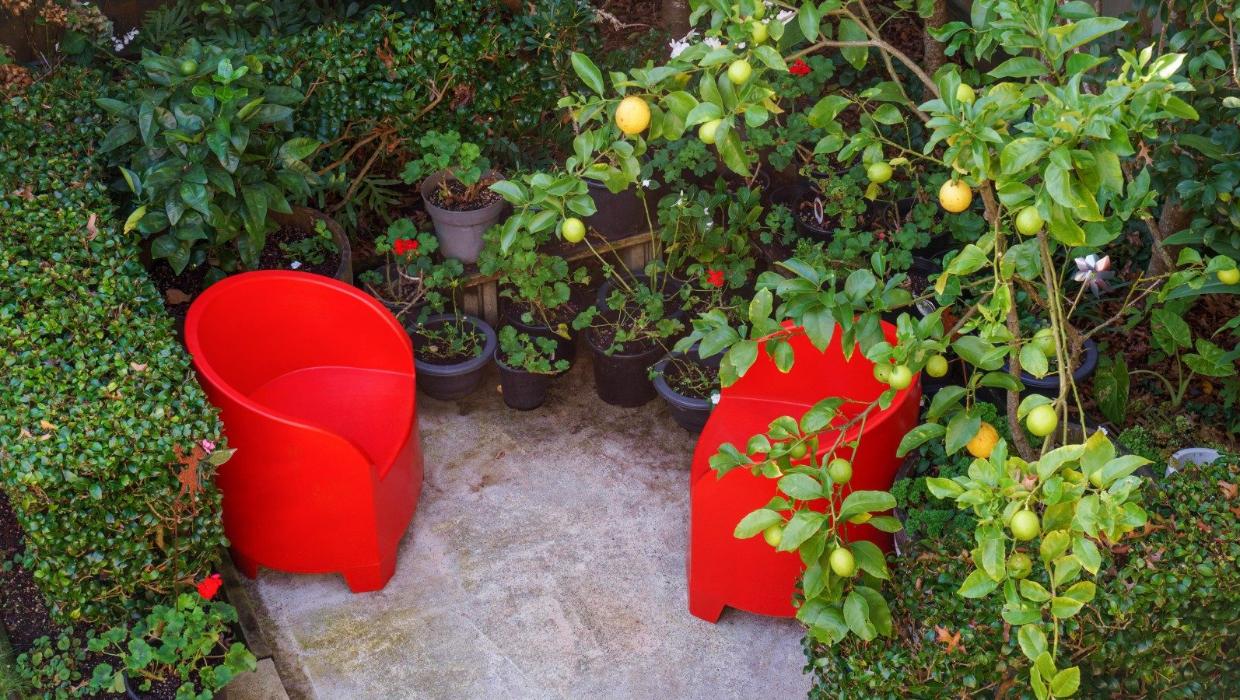 The “gin pit” with its handy lemon tree.