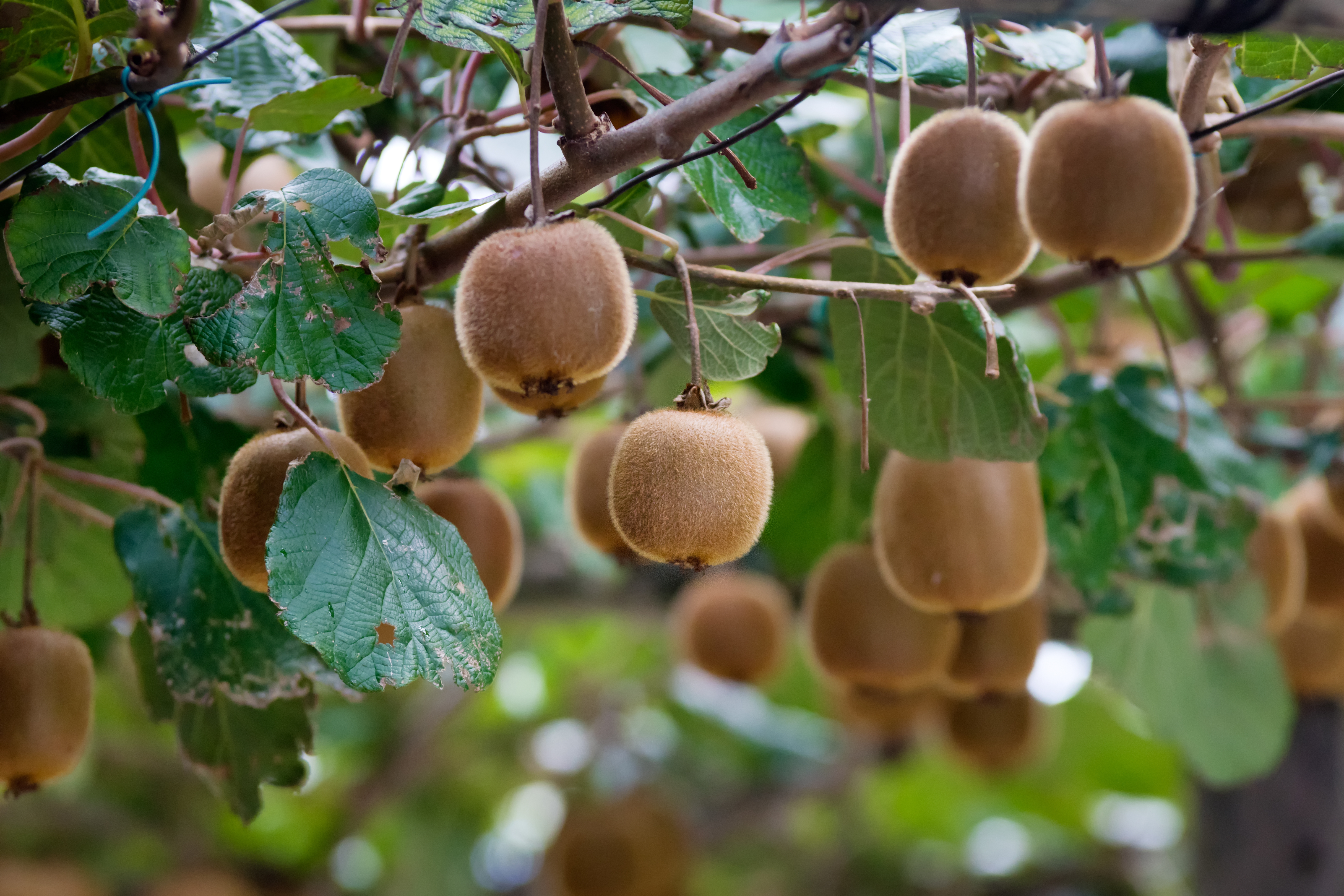 Kiwifruit vines, New Zealand.