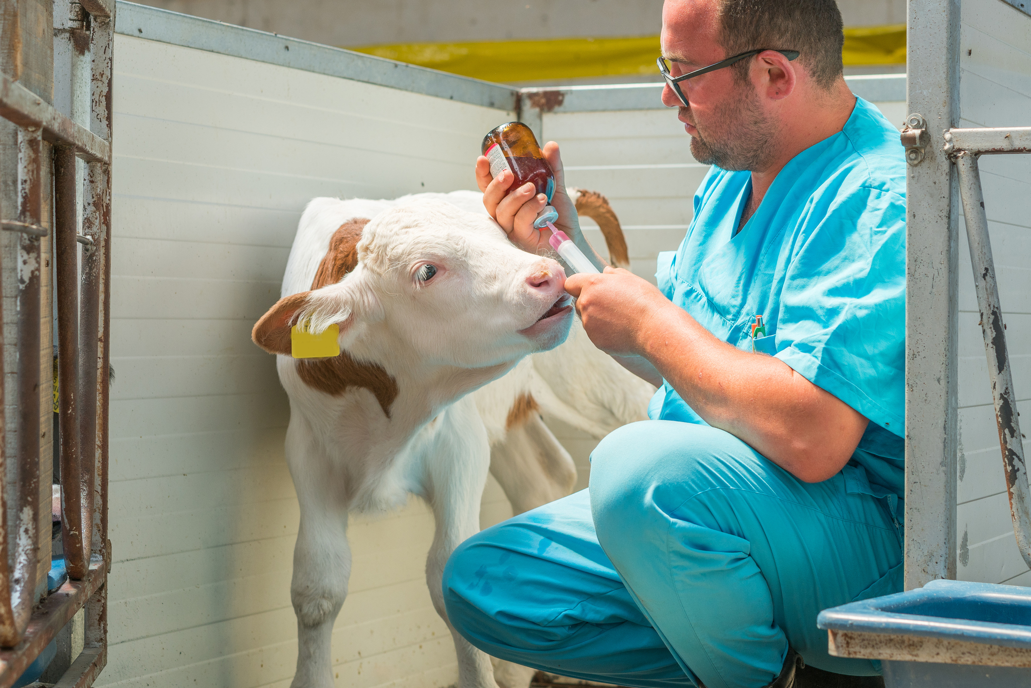 Vet working with livestock in New Zealand.