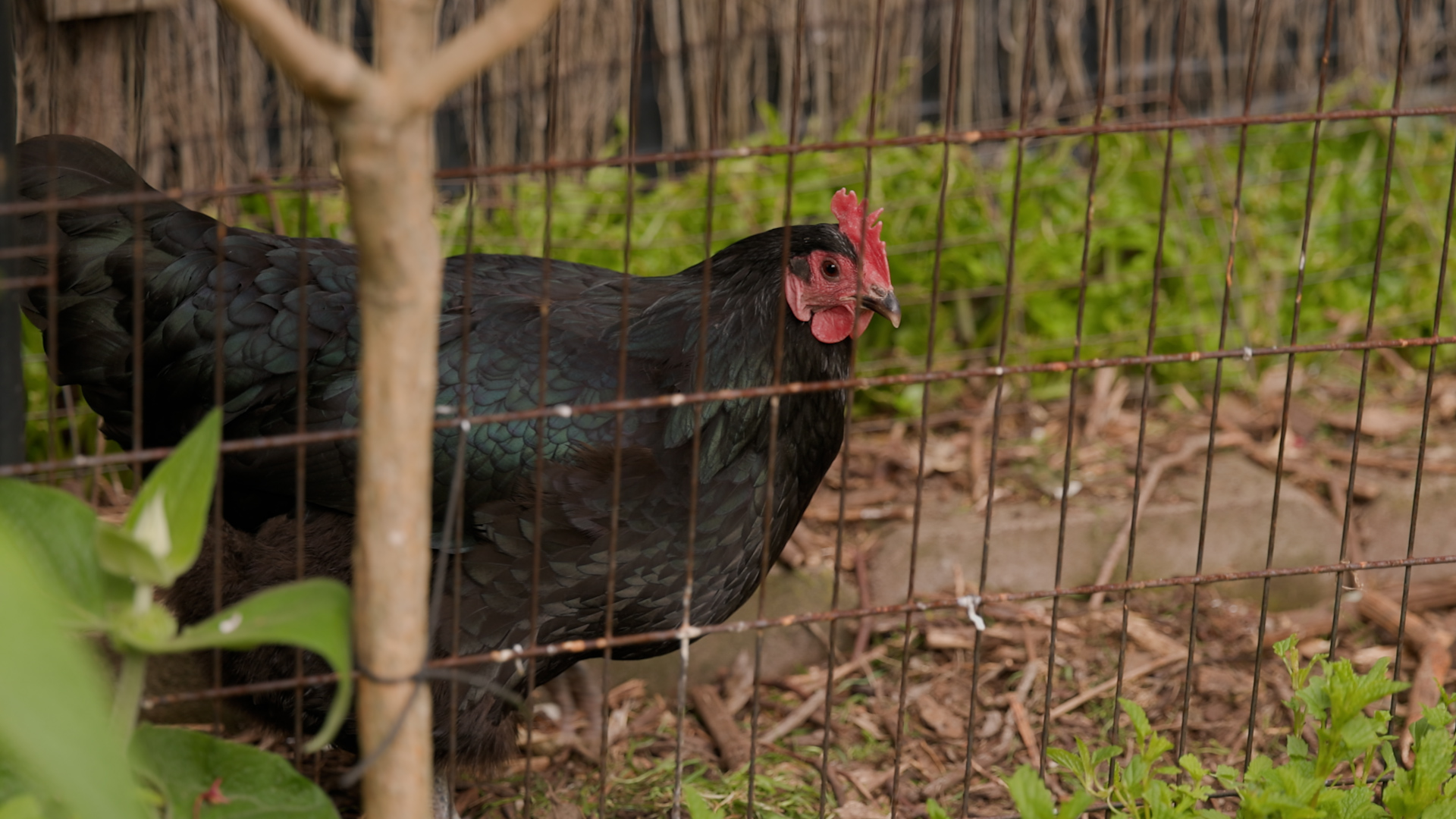 One of Davina's chickens.