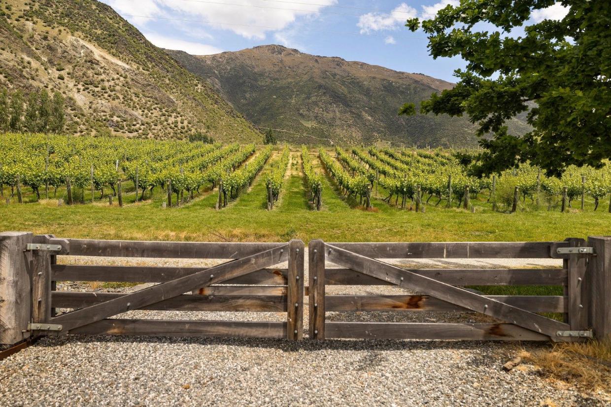 The home is surrounded by vines. 