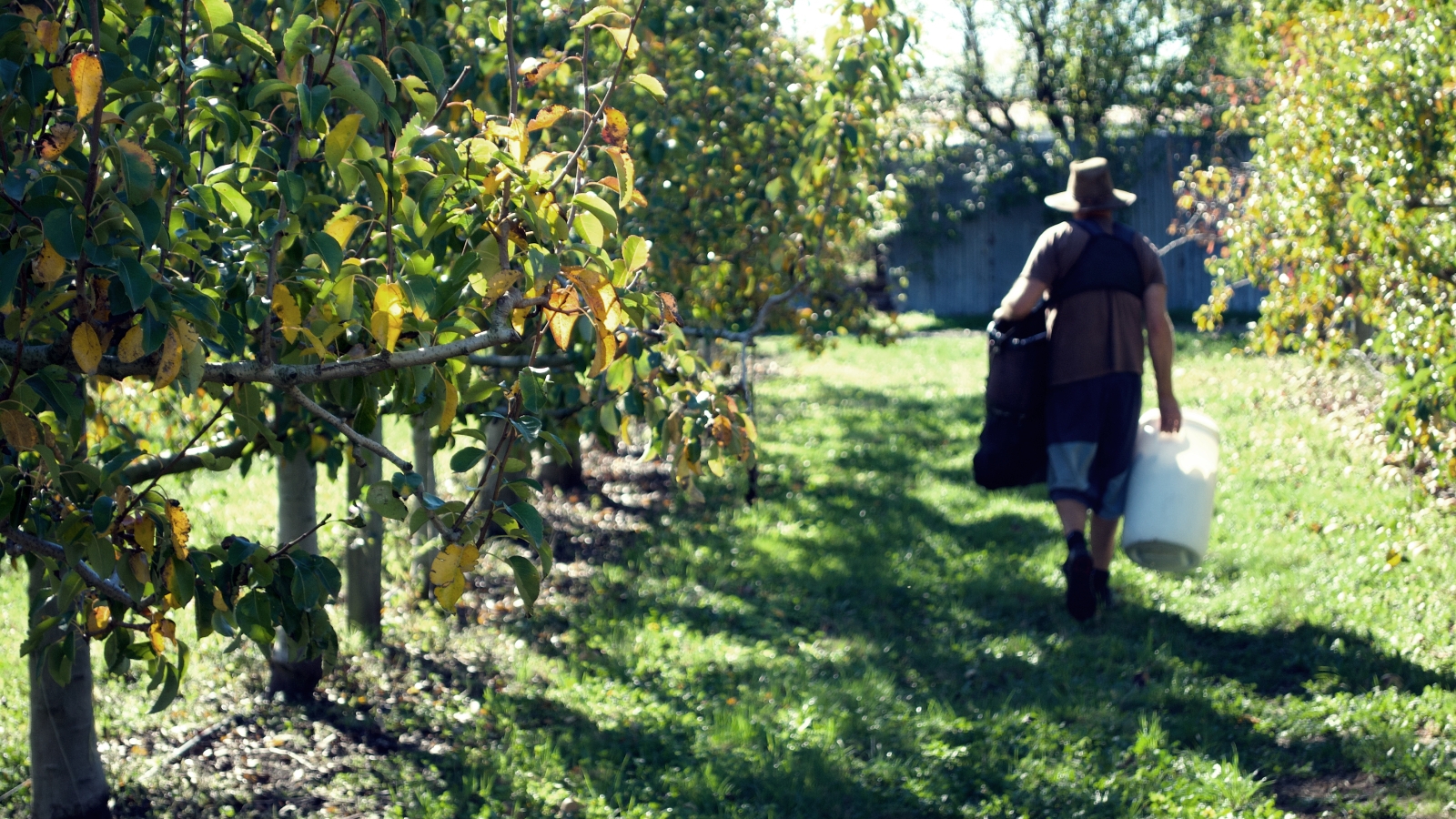 Man walking away in apple orchard. 