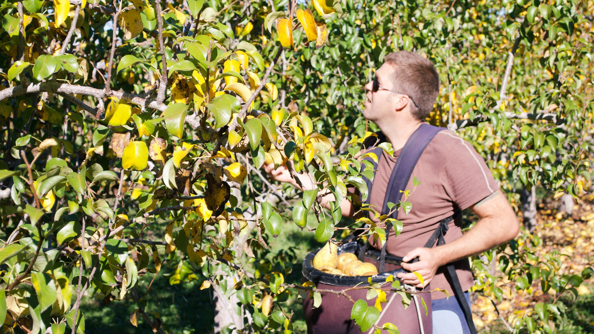 Young male backpacker working as a fruit picker in New Zealand.