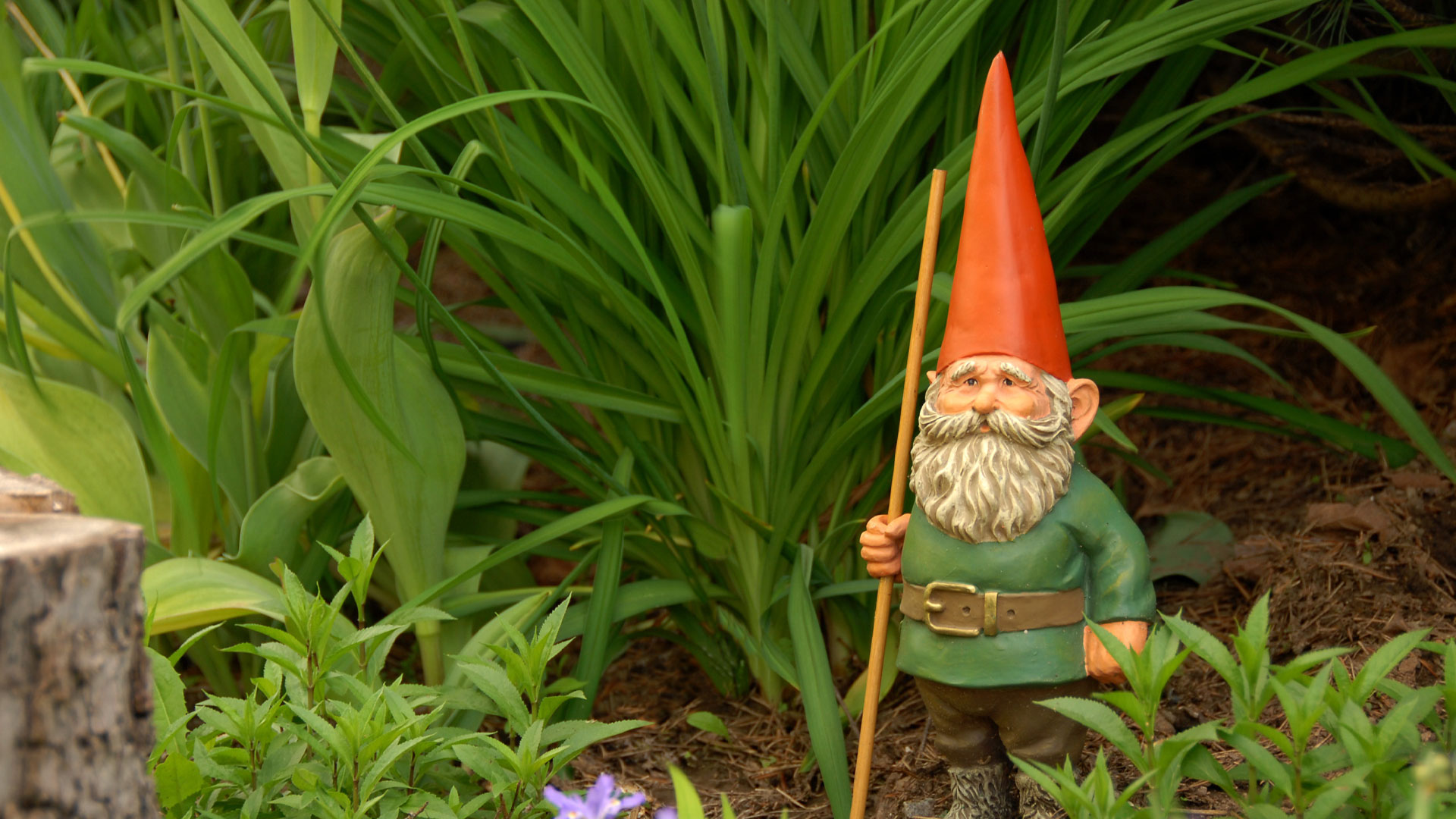 A garden gnome statue standing in a garden.