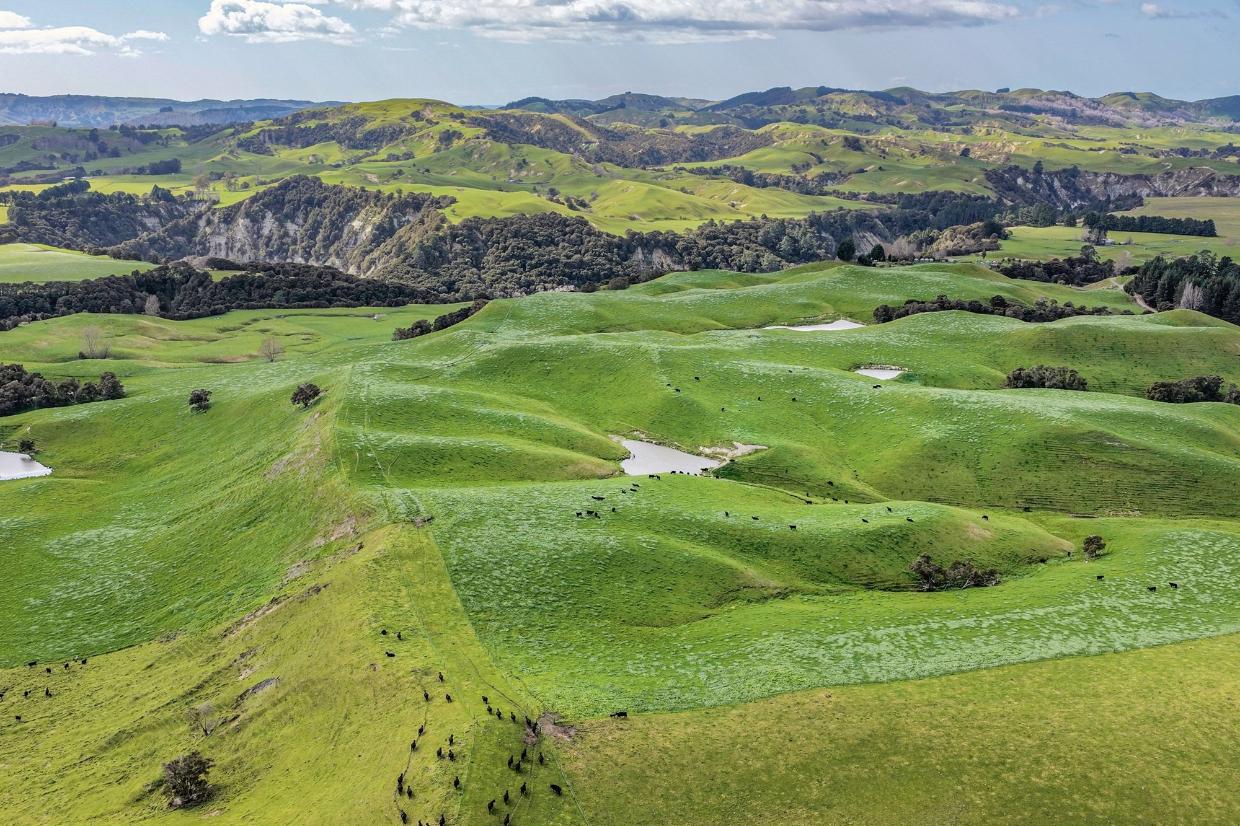 View of Hawke's Bay farm for sale