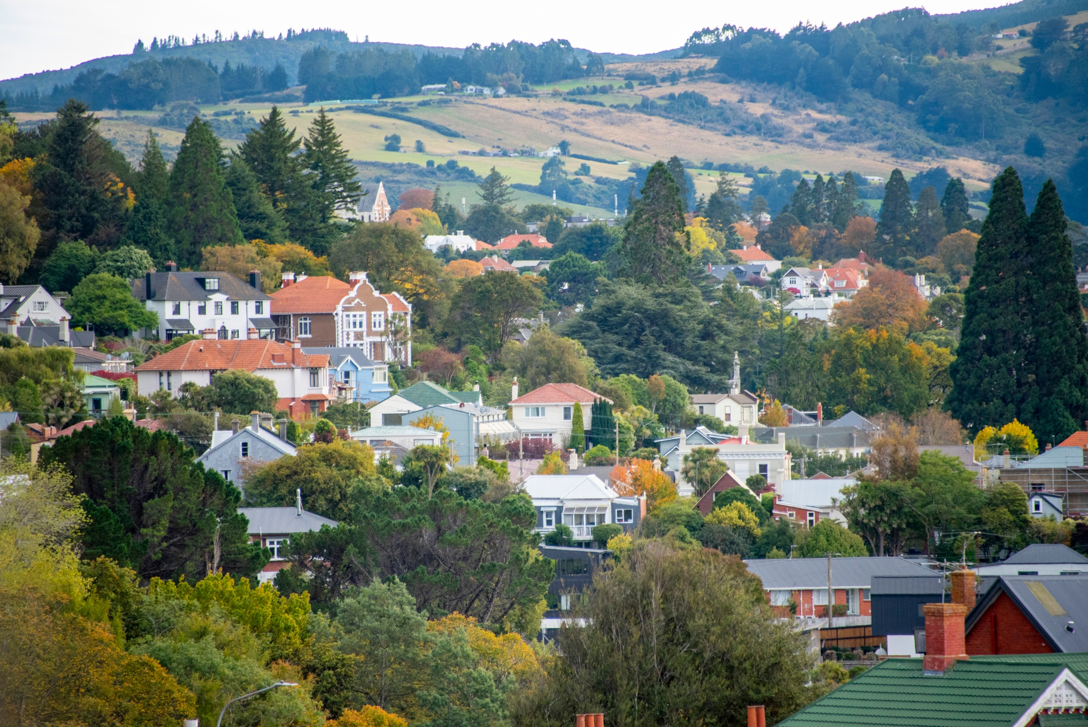 Houses in Dunedin