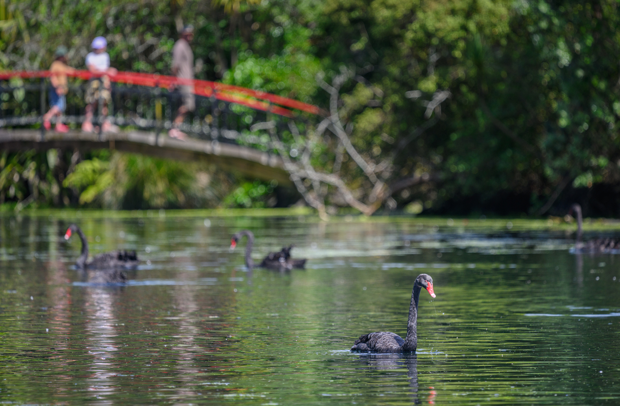 Western Springs lakeside