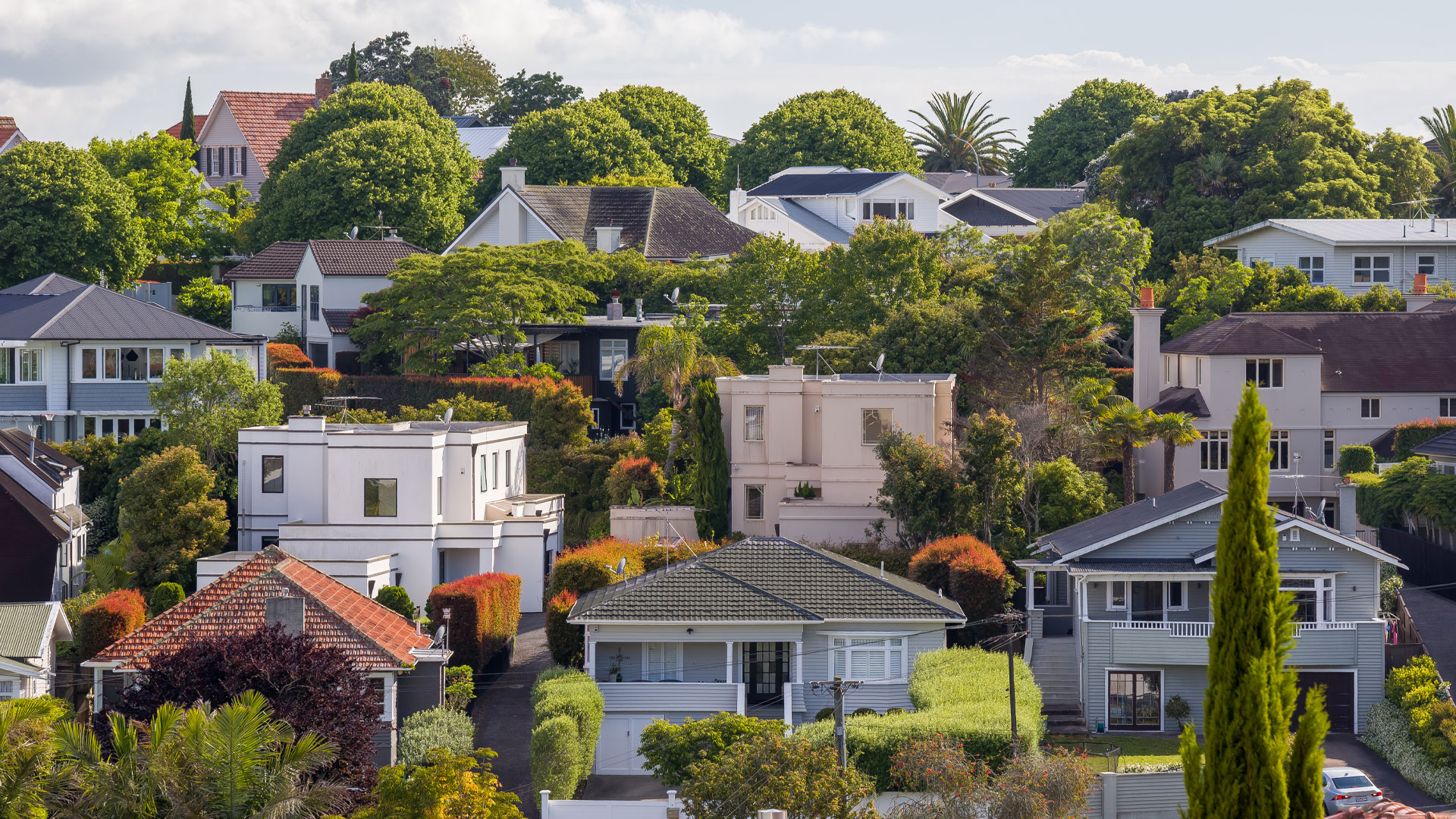 A leafy suburb of Auckland, NZ, with rows of properties on a hill.