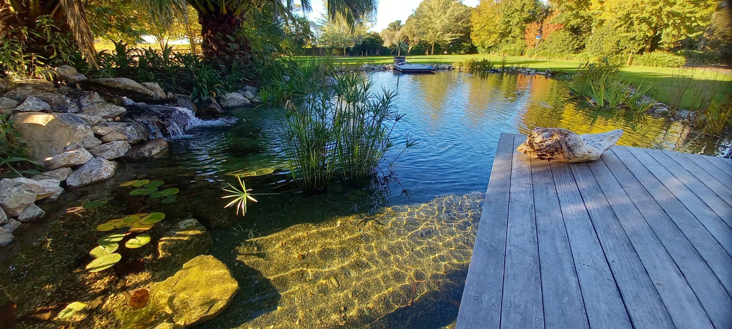 A natural pool with clear water featuring aquatic plants and a small waterfall cascading over rocks. The pool is surrounded by lush greenery, including palm trees and other plants. A wooden deck extends over the water, with a large piece of driftwood placed on it. The serene setting is complemented by a grassy landscape and trees in the background, creating a peaceful and inviting atmosphere.