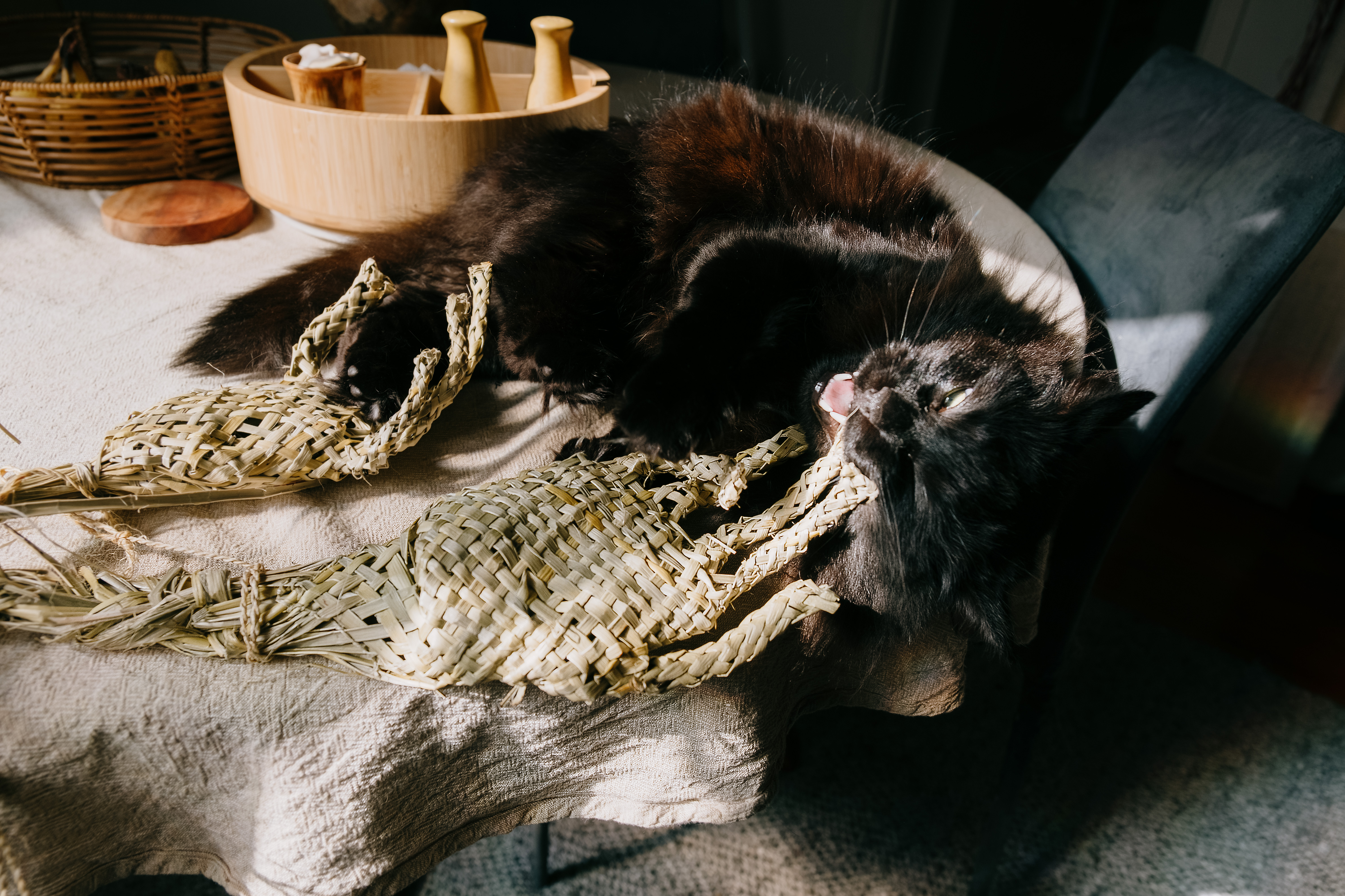 Ahi's cat chews on a weaved hand