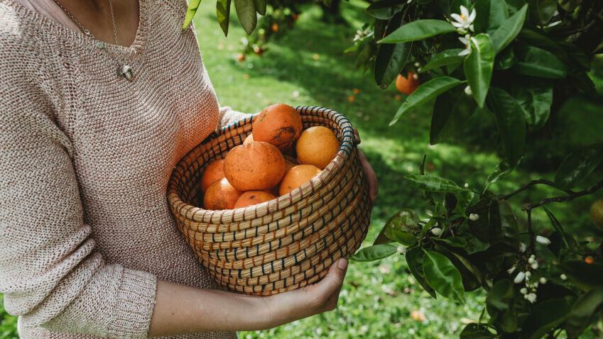 Woman holding a basket of oranges, standing next to an orange tree.