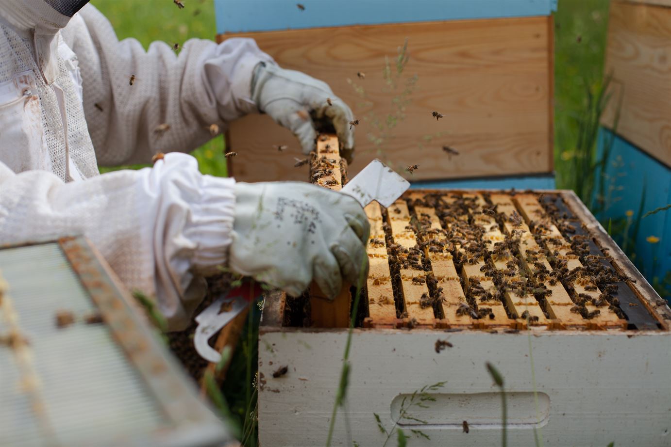 A beekeeper tending to a hive