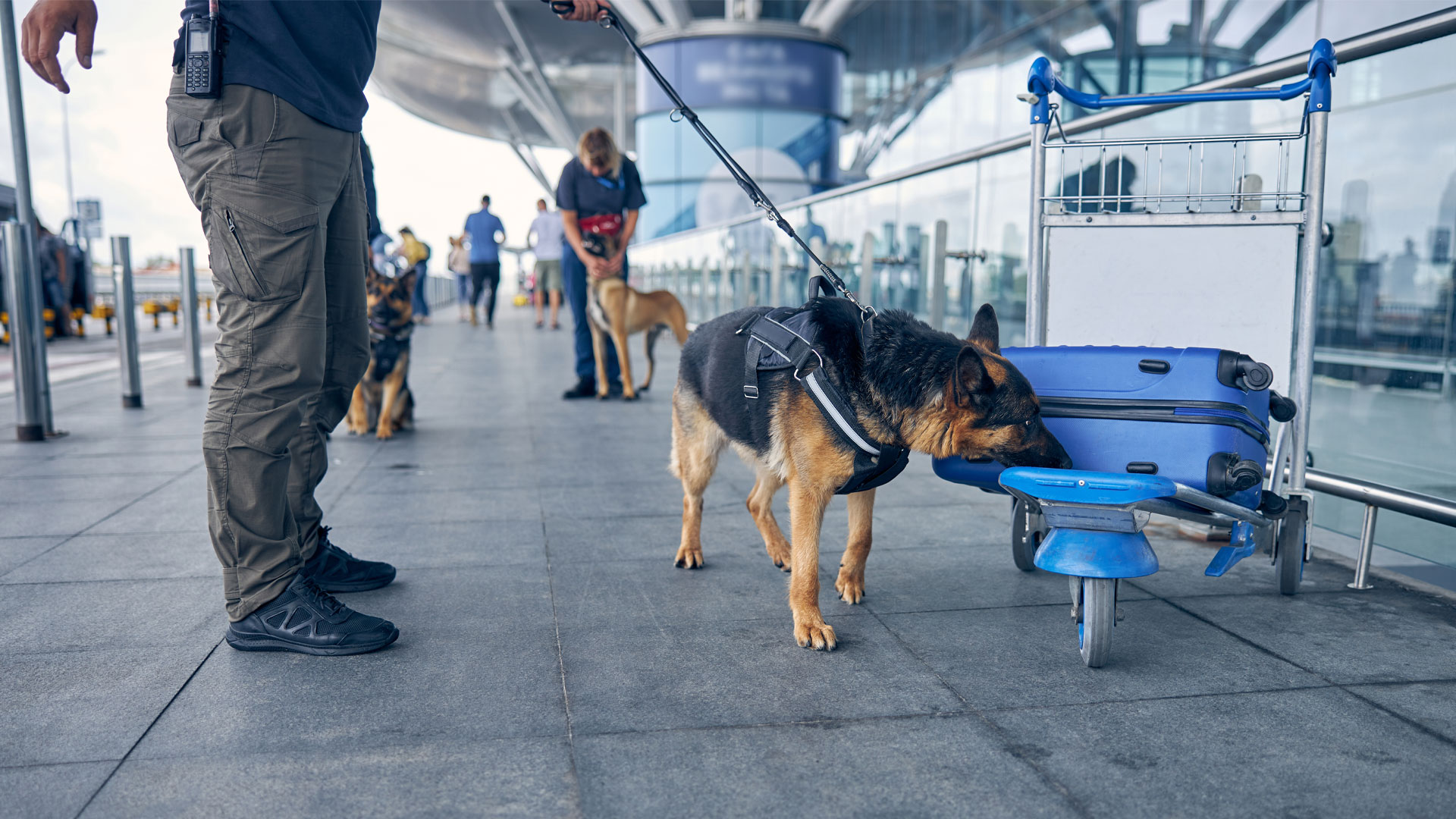 Airport sniffer dog inspecting a suitcase outside an airport in New Zealand.