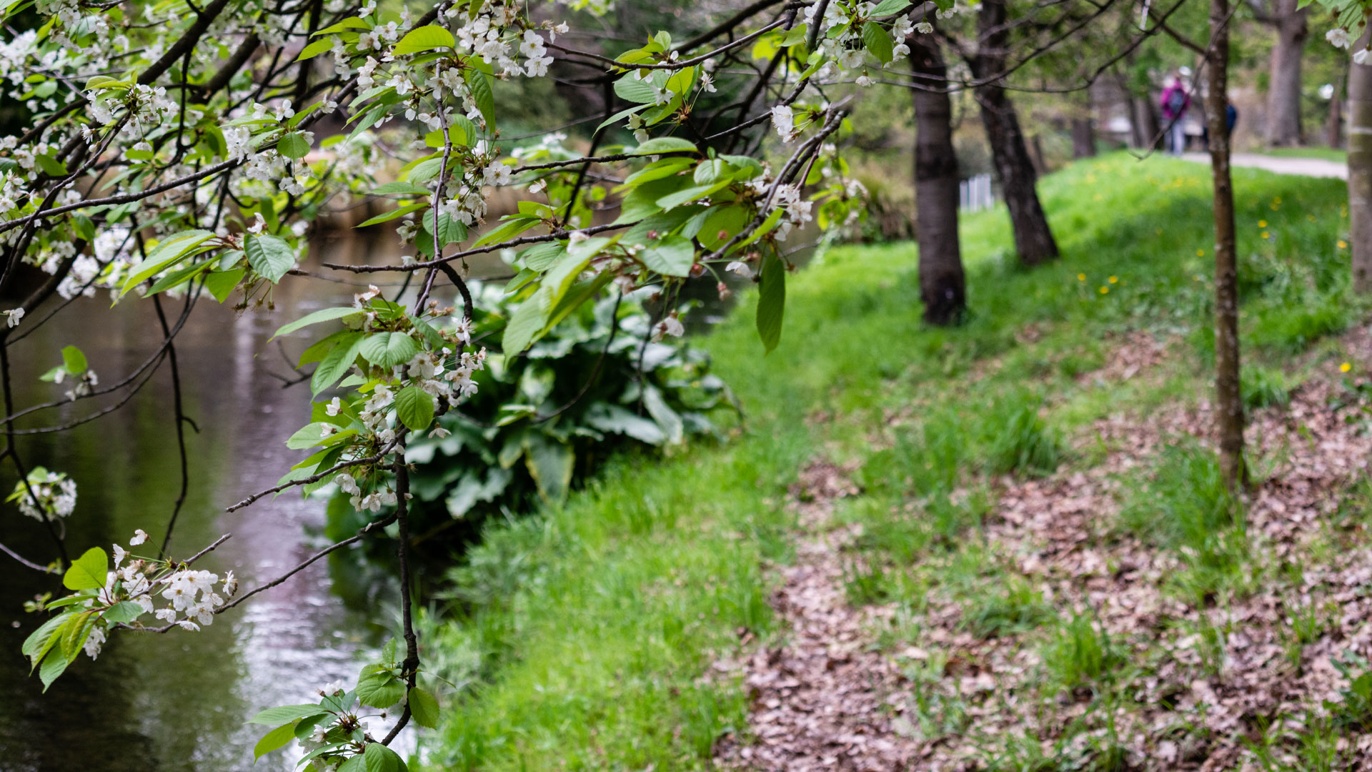 A photo of the Avon river in a suburb of Christchurch.