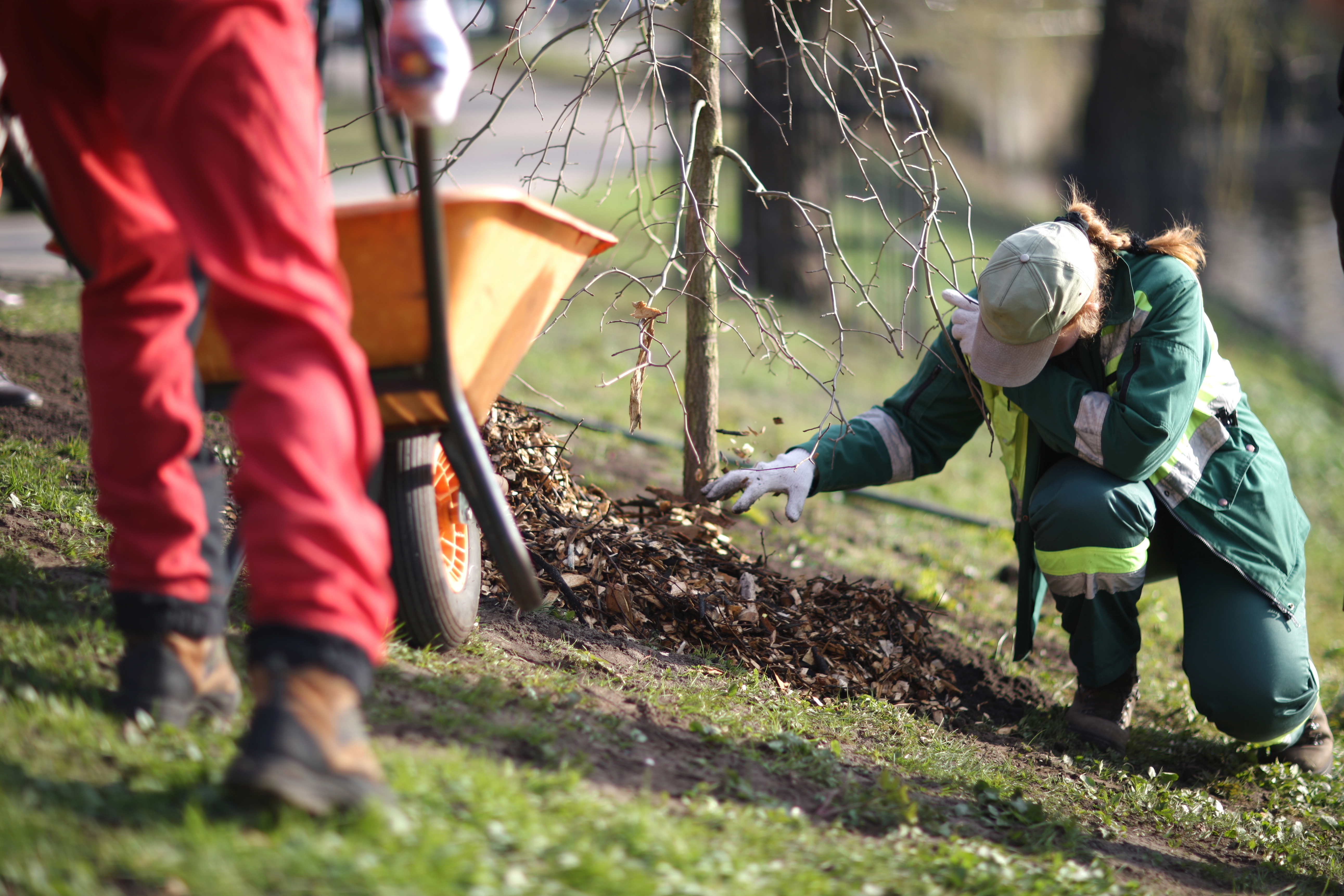 Conservation worker planting a tree