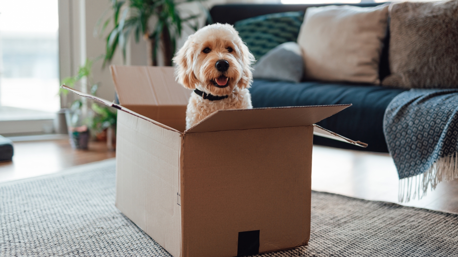 Dog in box moving house. 