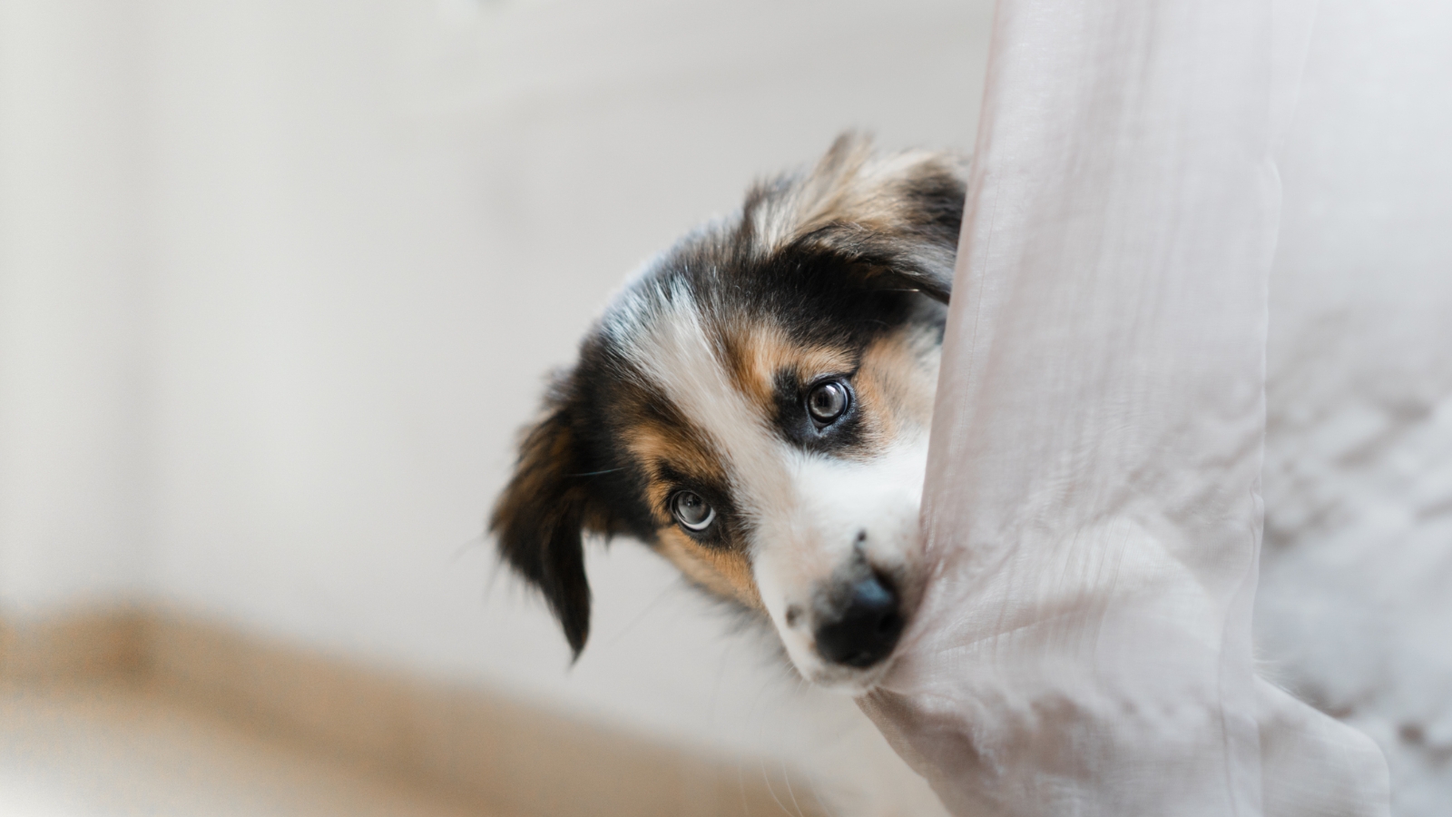 Dog chewing on curtains. 