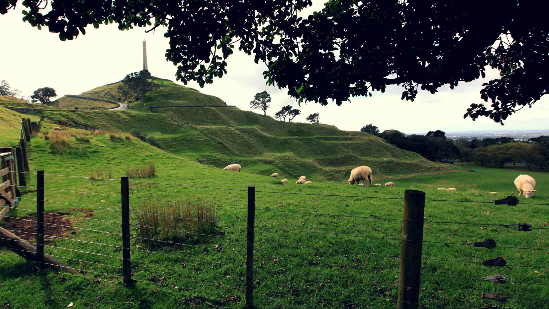 Sheep grazing in Cornwall Park, Epsom.