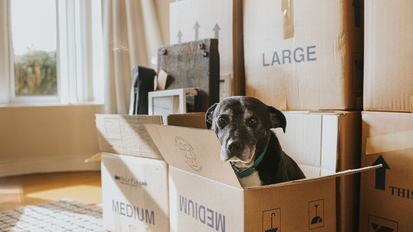 Dog sitting in box in rental