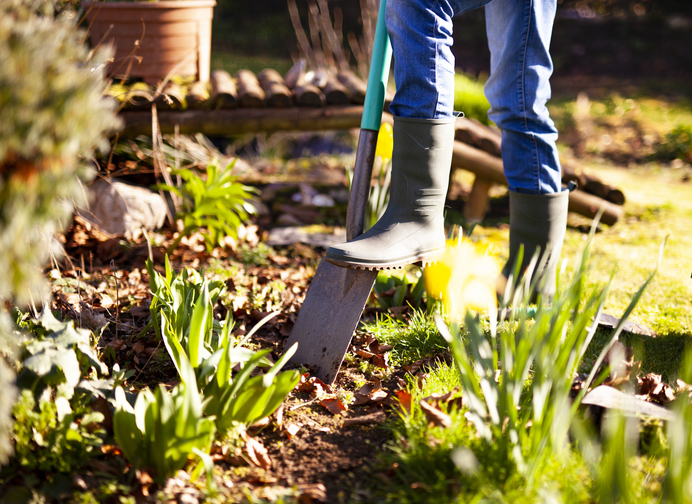 A close-up of a person wearing gumboots, using a spade to dig into garden soil. The scene is bright and sunny, featuring green shoots, dry leaves, and yellow spring flowers, emphasising seasonal yard work and planting.