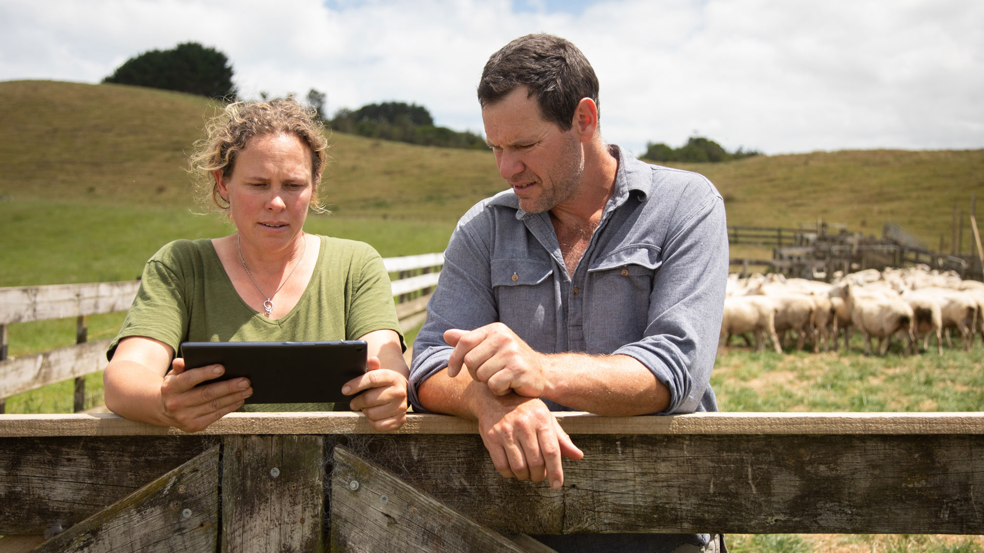 Farmers looking at a digital tablet in a field with livestock in it.