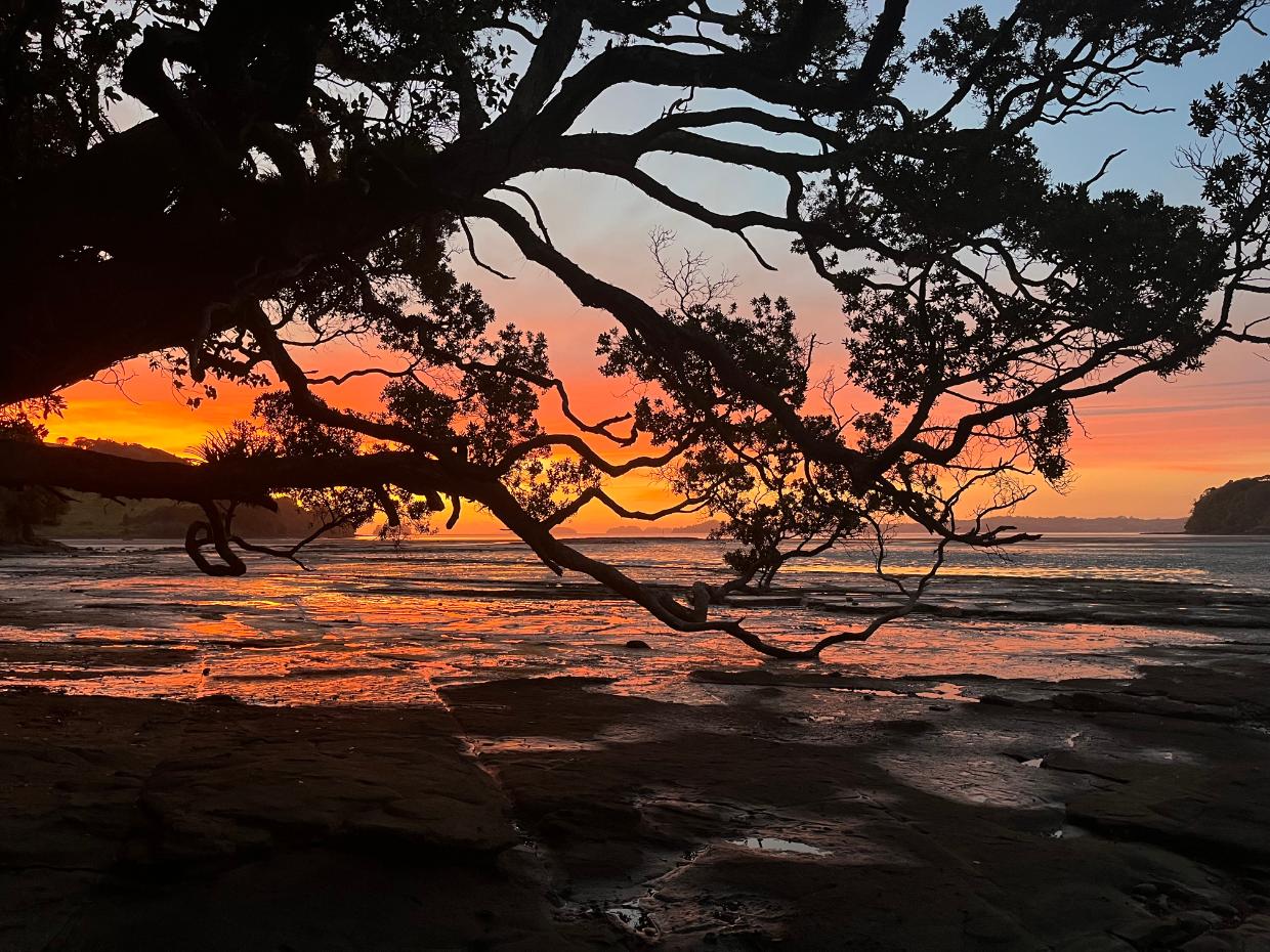 Sunset through the pohutukawa signals the end of another perfect day