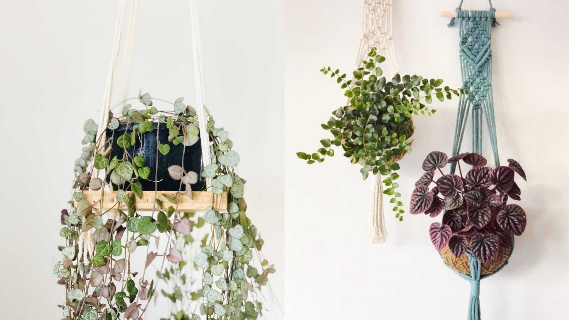 Different styles of plant hangers containing different species of plants.