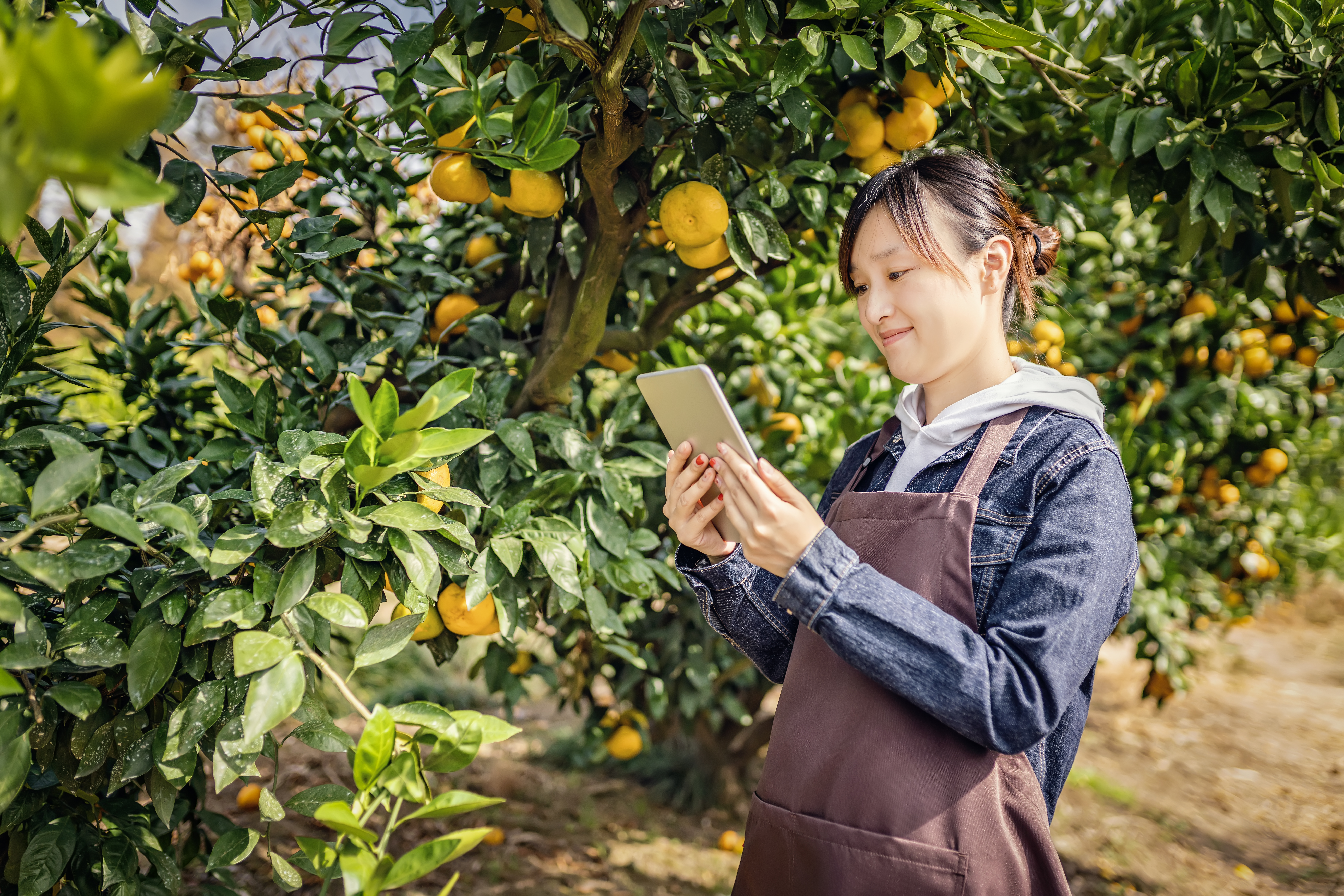 Woman standing in orchard with iPad