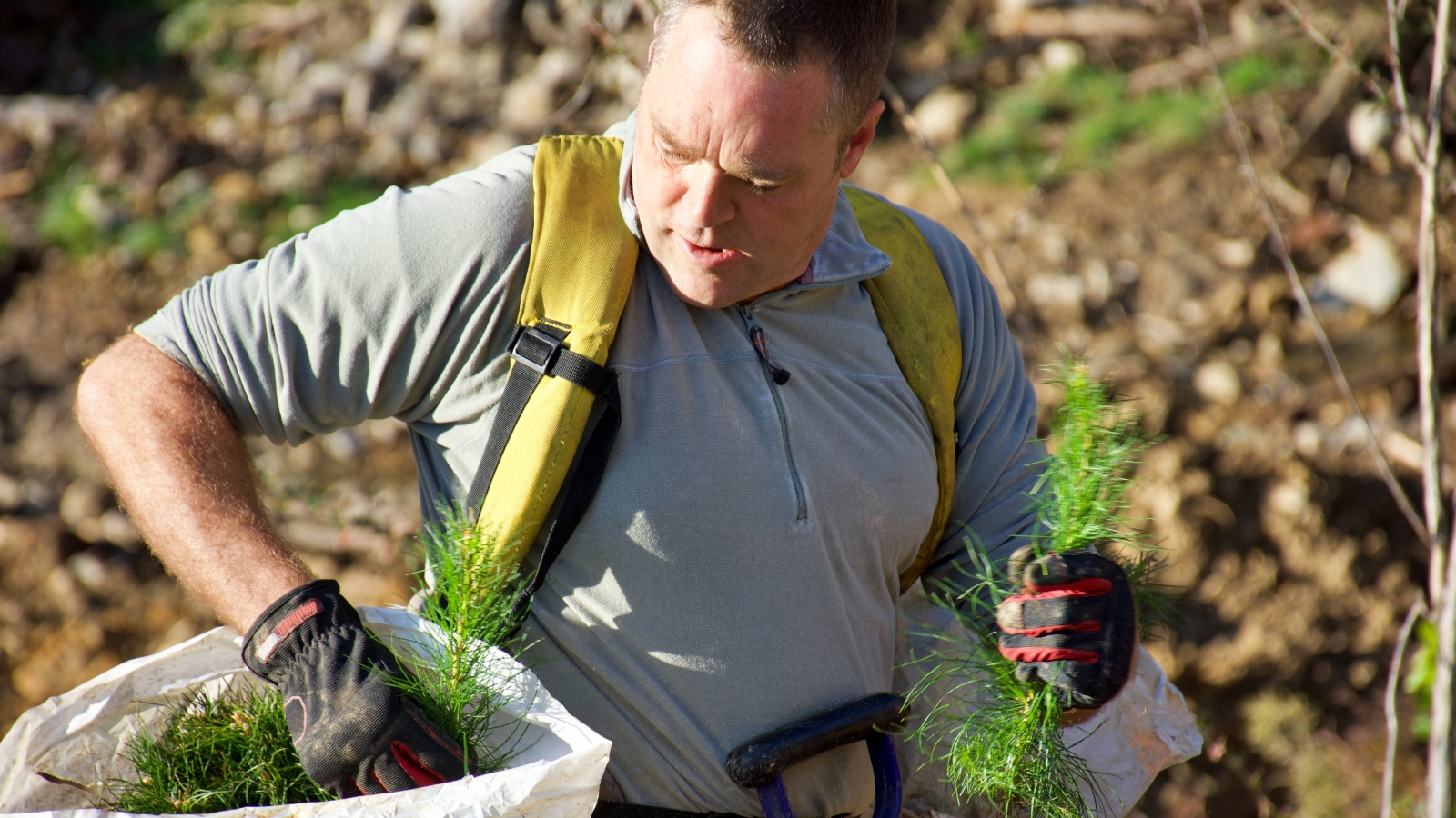 Man planting trees.