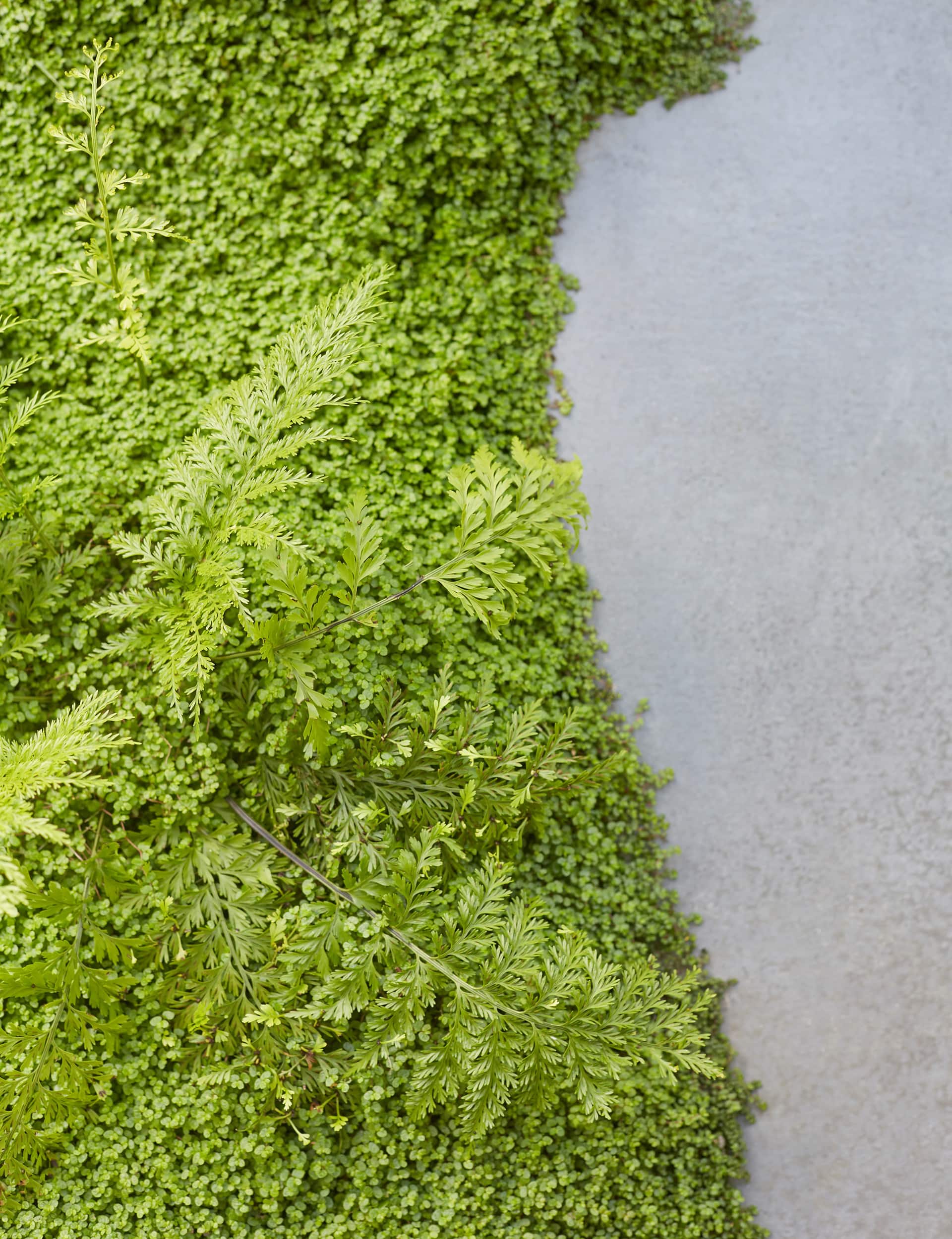 Greenery path