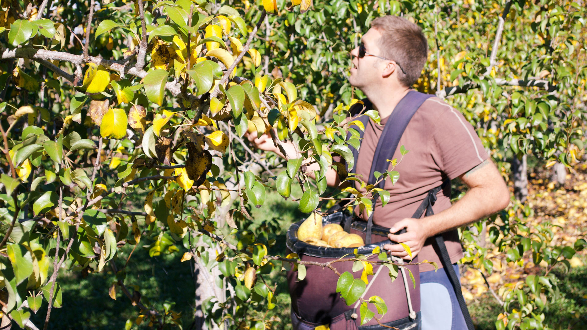 Young man working picking fruit in a seasonal job in New Zealand.