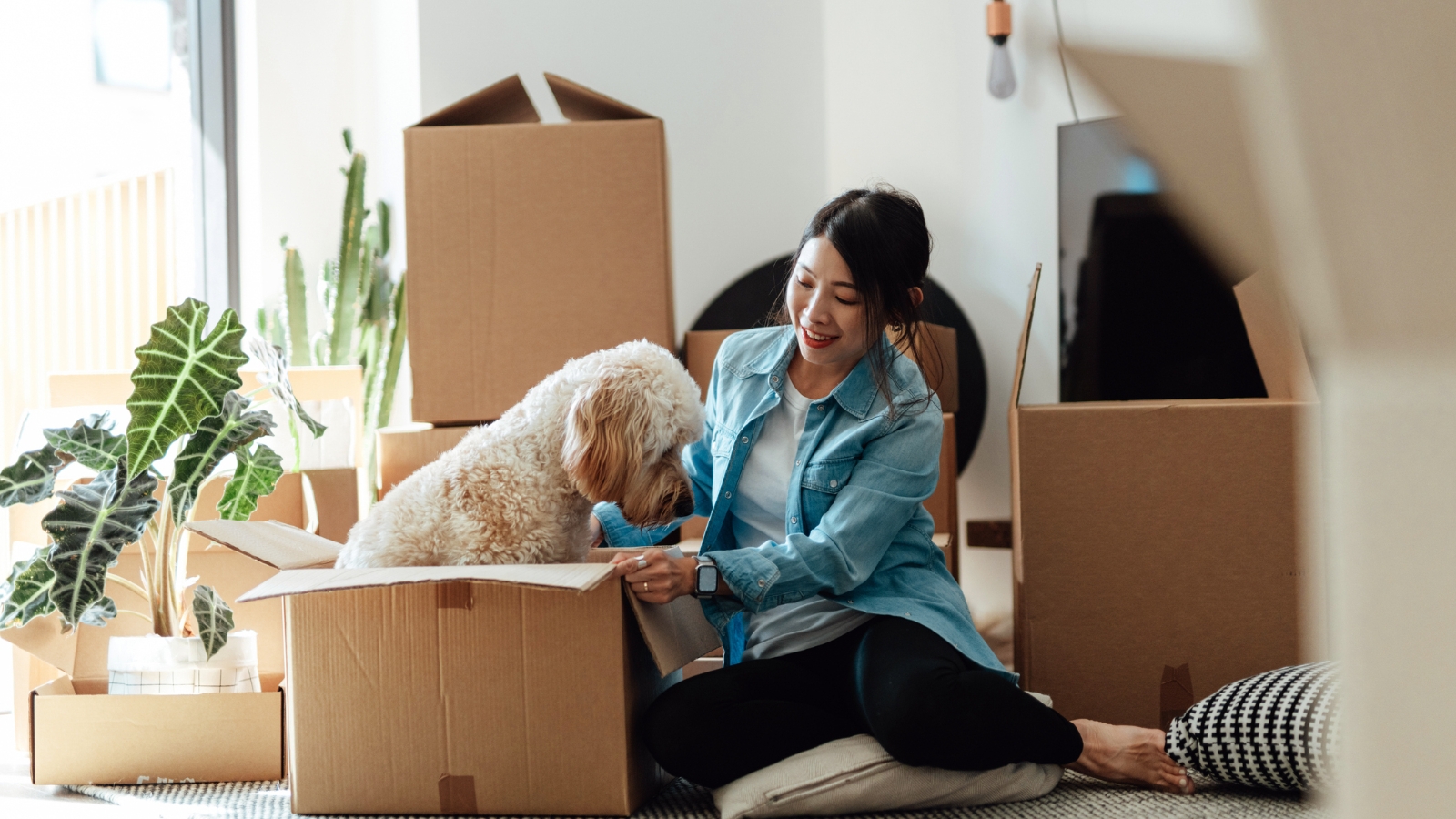 Dog sitting in moving boxes with lady. 