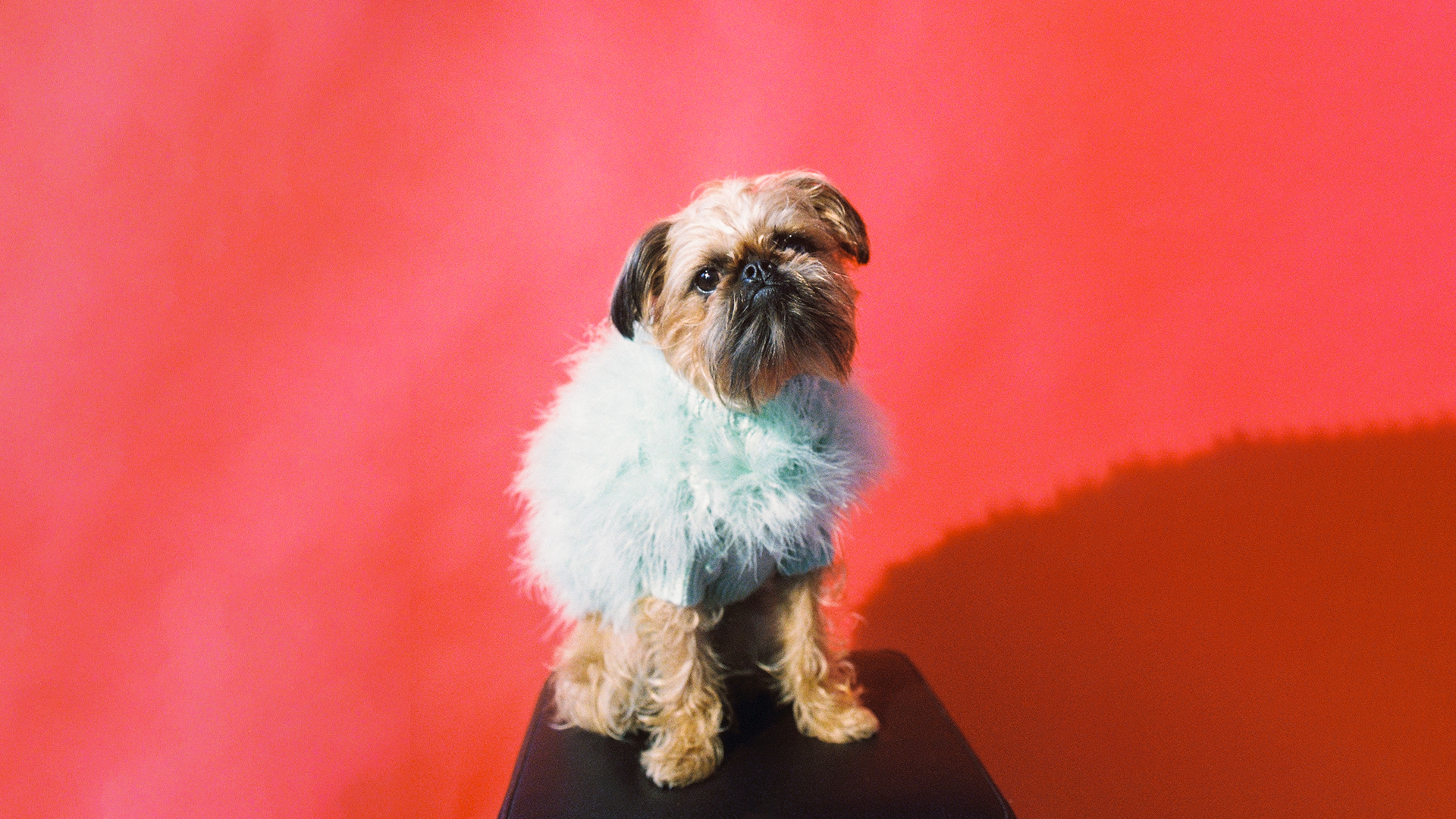 Maude the Griffon, wearing a fluffy baby blue jumper in front of a red background.