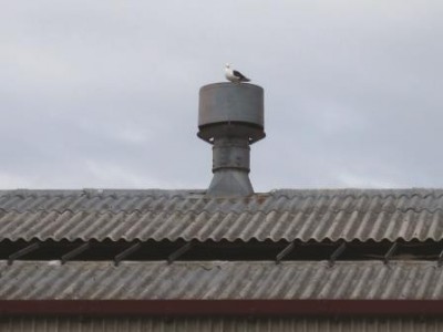 A roof showing corrugated asbestos