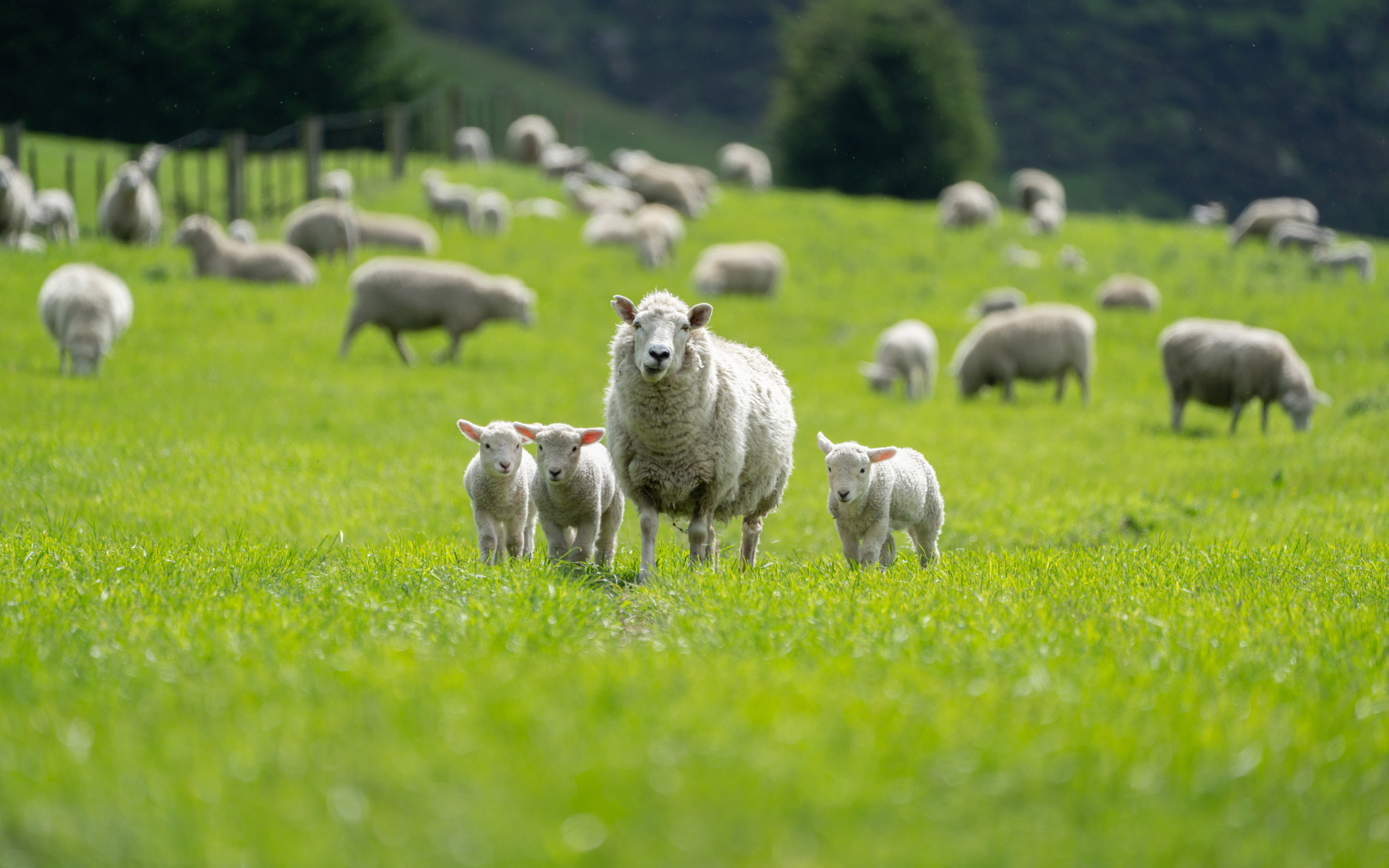 Sheep farm.