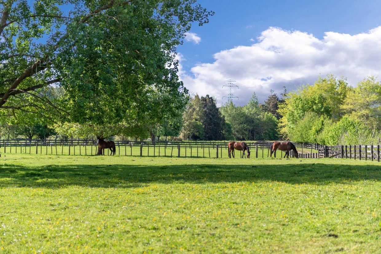 You could have up to eight horses or ponies on the property. 