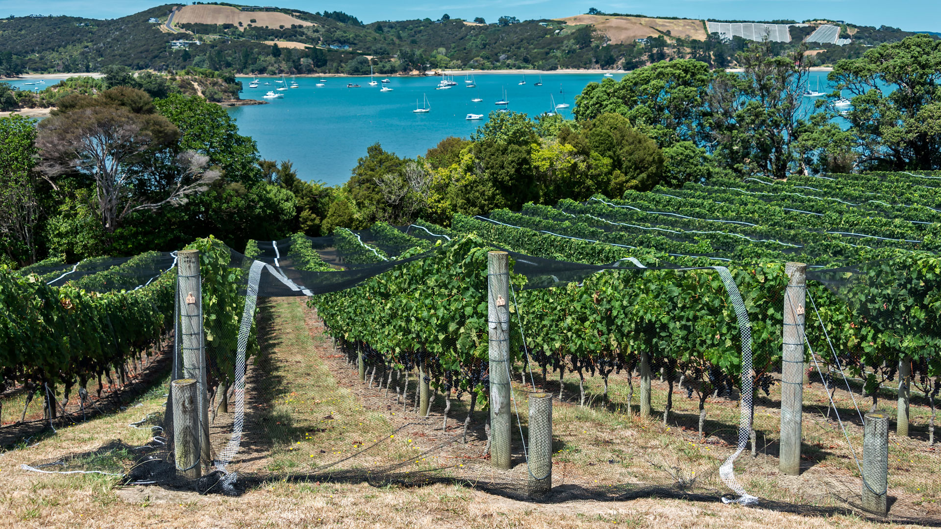 An image of one of Waiheke Island's vineyards, showing the ocean in the background.