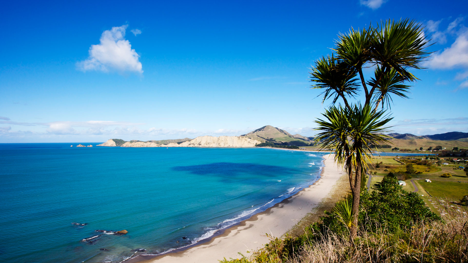 A photo of a long sandy beach with a palm tree in Gisborne.