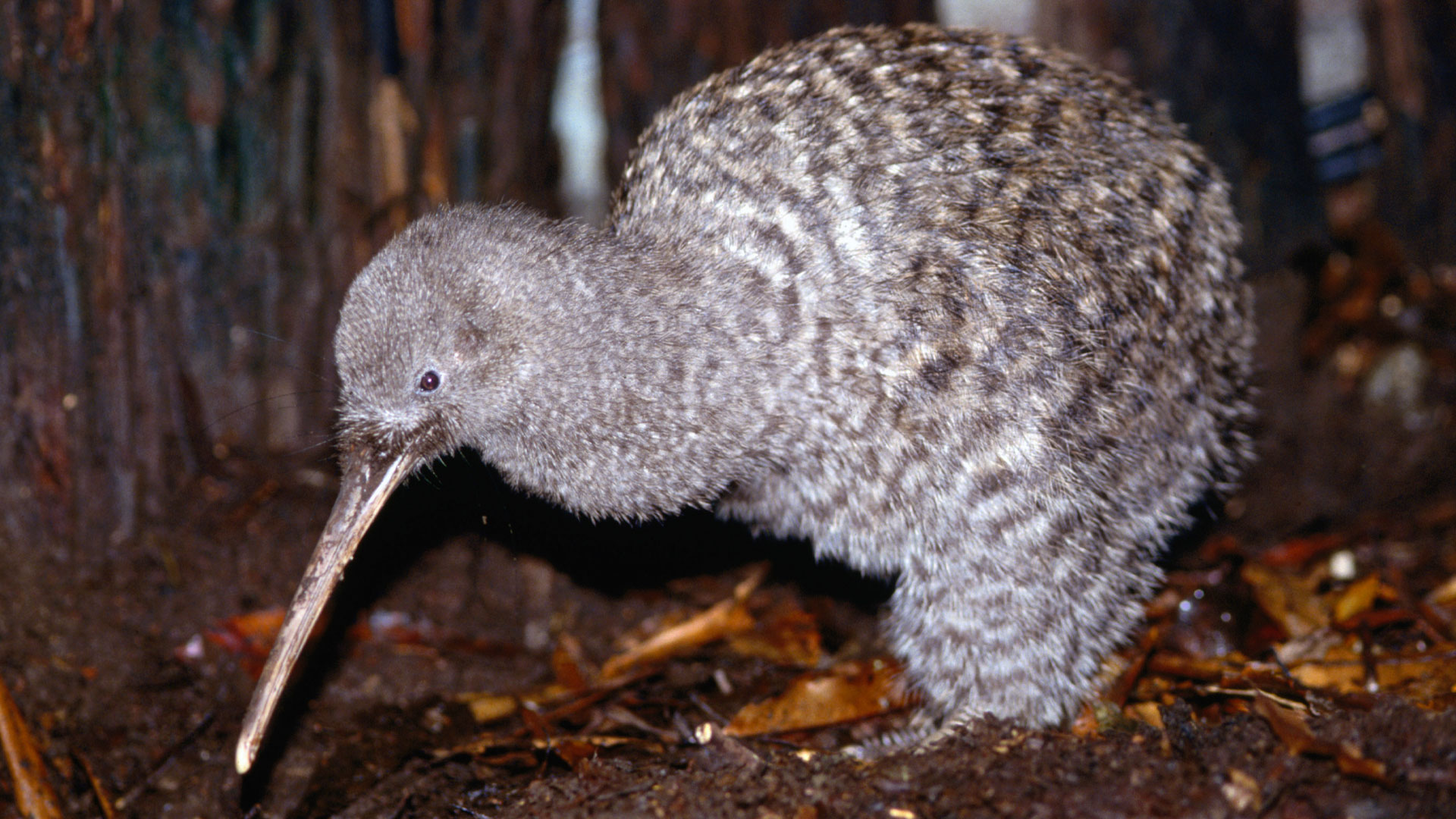 Kiwi bird in the forest at night.