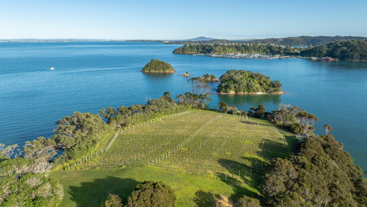 Vineyard at Waiheke Island estate