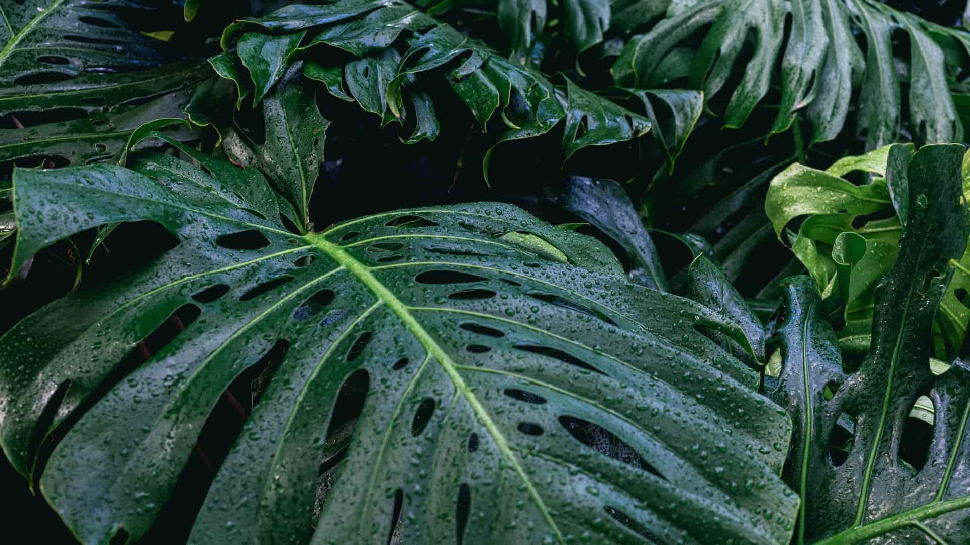 A bush of large monstera leaves has beads of water all over them.
